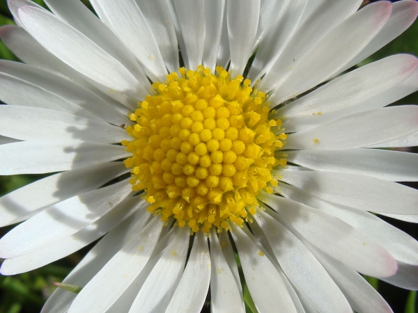 Creation of Daisy daisy: Step 1